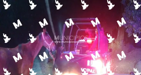 Tras una persecución recuperan dos caballos robados en Teotlalcingo.