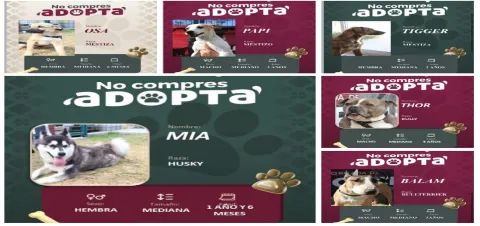 adopción-canes