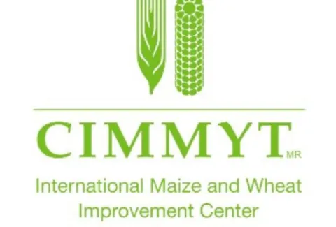cimmyt