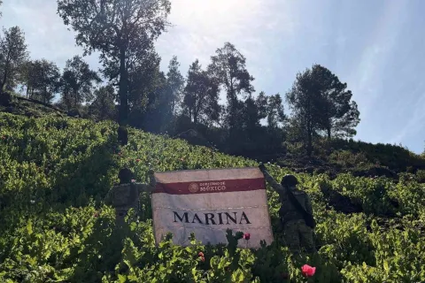 Semar destruye 34 plantíos de amapola en Nayarit.