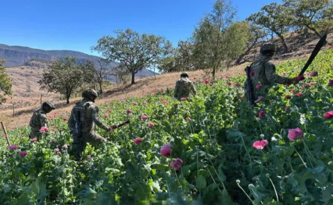 En Nayarit la Marina erradica 34 plantíos de amapola.