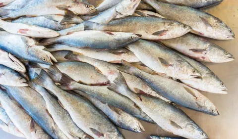 Establece Conapesca volúmenes de captura de curvina golfina para la temporada 2026.