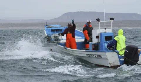 En febrero inicia periodo de veda para siete especies marinas en 10 estados de la República.