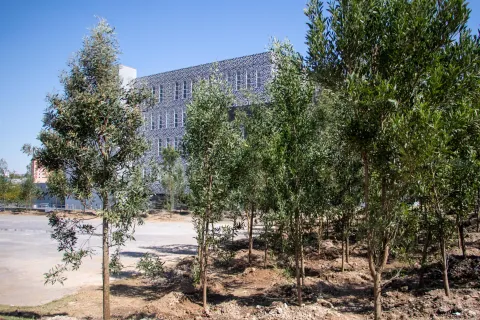 Reforestan zona del Centro Integral de Servicios.