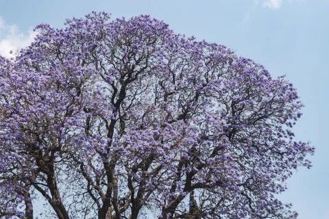 Jacarandas tiñen de violeta la ciudad de Puebla.