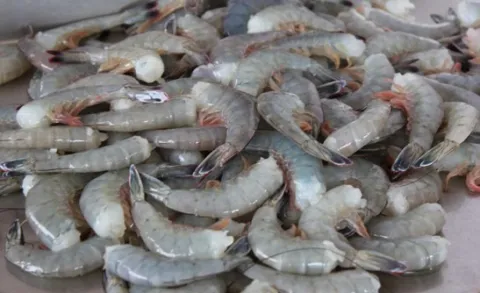 Establece Conapesca veda de camarón en el Alto Golfo de California.