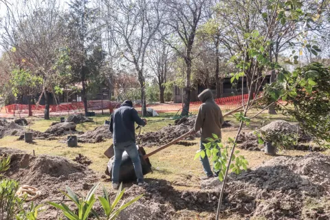 Avanza Plan Integral para la Renovación del Bosque Urbano.