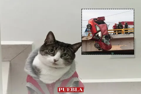 Se busca a Mittens, gatita que viajaba en el auto accidentado en el Periférico Ecológico.