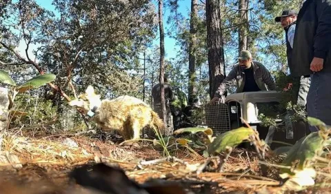 México avanza en la recuperación del lobo mexicano con nuevo sitio de reintroducción en Durango.