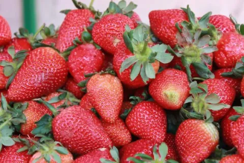 fresas