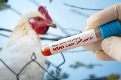 h5n1