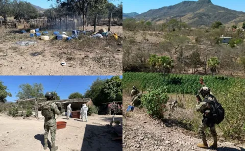 En Sinaloa, la Marina destruye plantíos de marihuana.