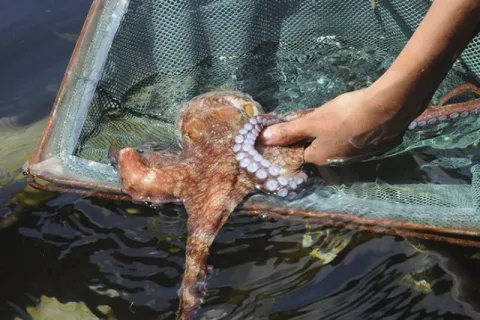 pulpo