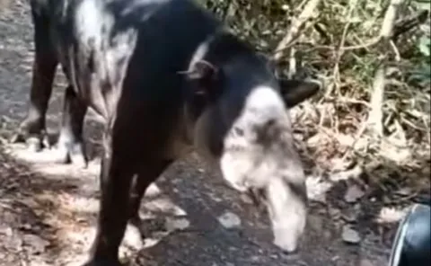Vigilan ejemplar de tapir con miasis y refuerzan vigilancia sanitaria de fauna silvestre.