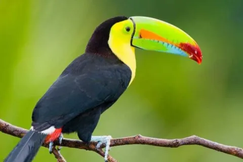 tucan