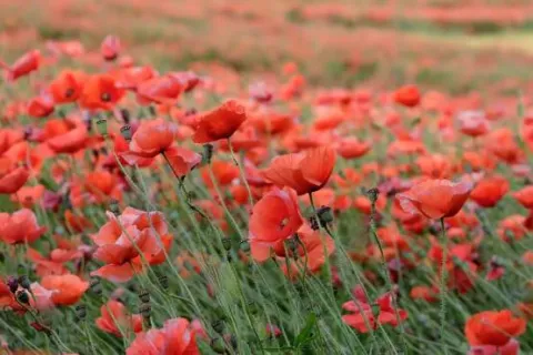 amapola