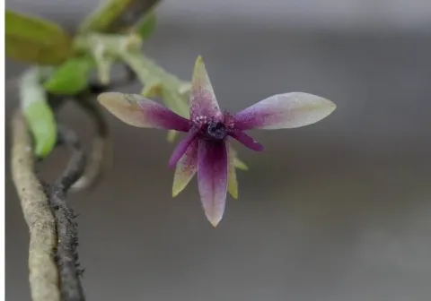 flor
