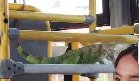 iguana