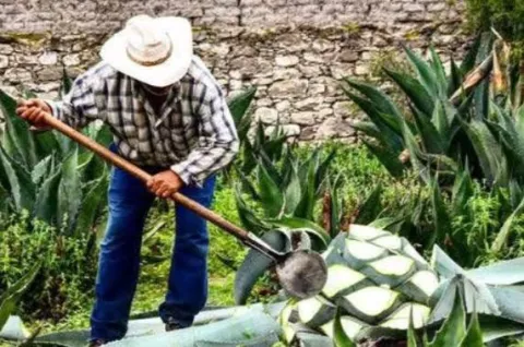 agave