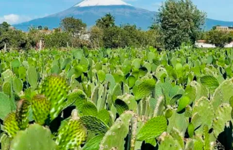 nopal