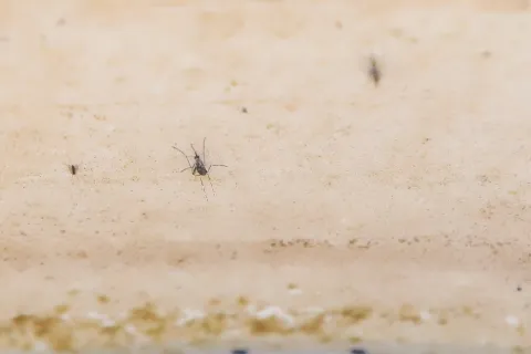 Desarrollan algoritmo para fortalecer el monitoreo y el control del dengue en el país.