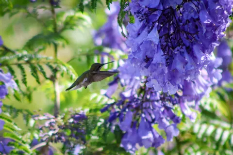 Colibríes y jacarandas pintan de vida la primavera de Puebla.