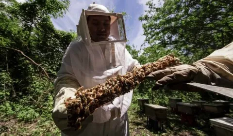 abejas