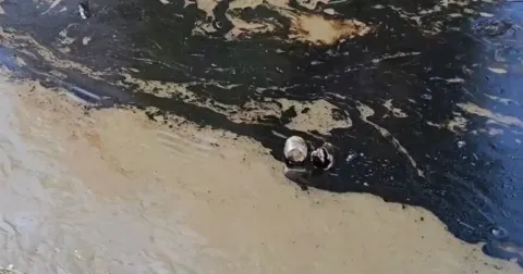 Pemex atiende presencia de aceite en Poza Rica y Coatzintla.