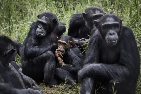 chimpances