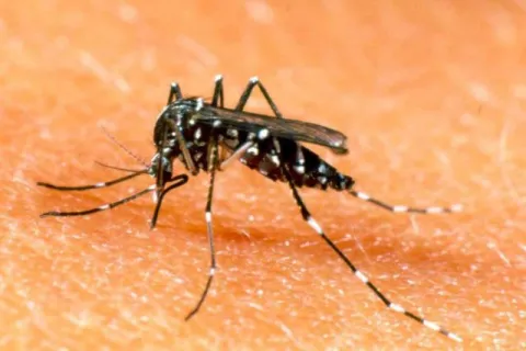 dengue