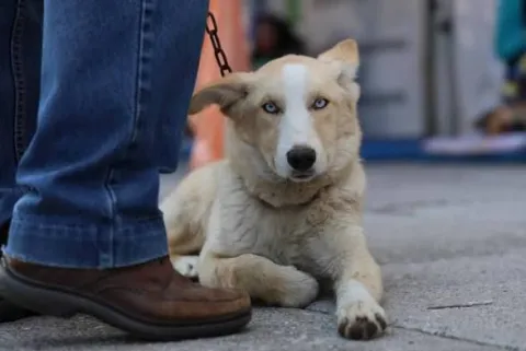 lobito