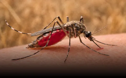 México avanza en el combate contra el paludismo.