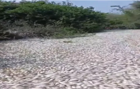 Conagua atiende contingencia por mortandad de peces en Tamaulipas y Veracruz.