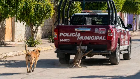 Bienestar Animal investiga caso de crueldad animal en Xochiltepec.