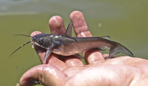 En abril inician periodos de veda y captura en 15 estados de la República.