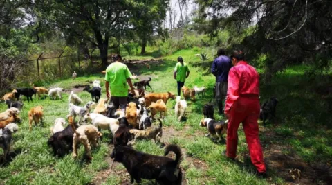 refugio franciscano-canes-especial