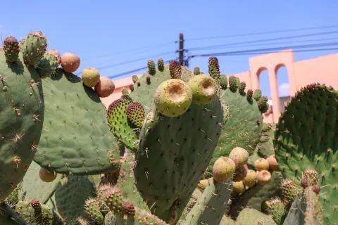 o