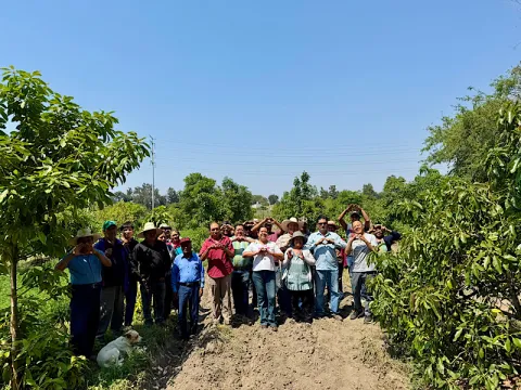 aguacate