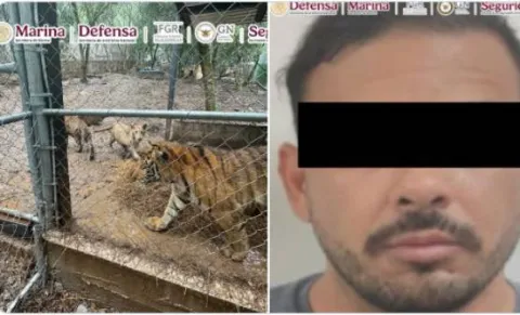 tigre