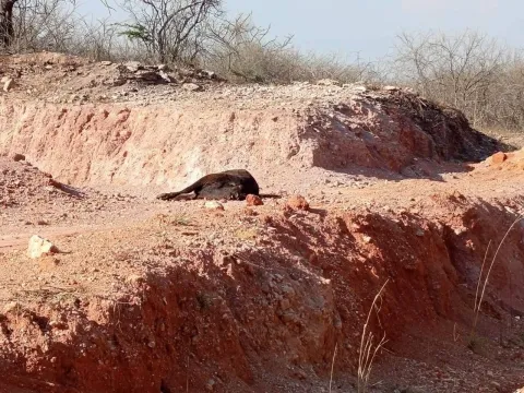 vaca