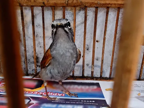 Profepa rescata once ejemplares de vida silvestre en Cuetzalan, Puebla.