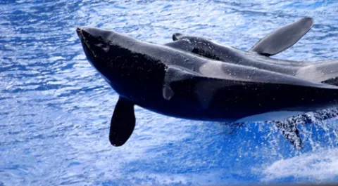 ballena