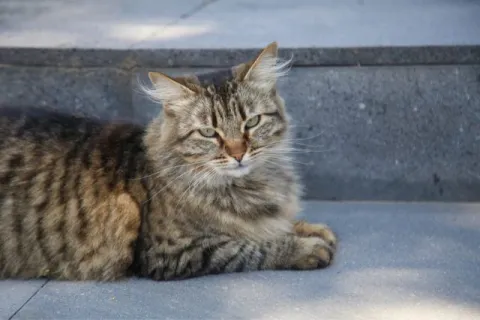 gatos