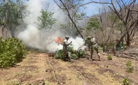 Grupo Interinstitucional de Sinaloa destruye plantíos de marihuana.