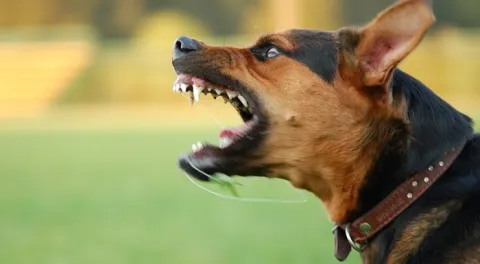 perros